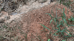 重庆如何避免白蚁再次入侵？