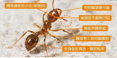 重庆白蚁消杀计划，让您远离隐形破坏者！